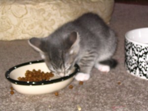 Gray Kitten Eating